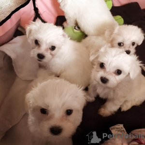 Photo №1. maltese dog - for sale in the city of Флорида Сити | 200$ | Announcement № 97607
