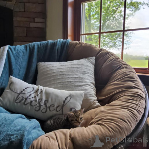 Photo №1. american shorthair - for sale in the city of Baumholder | 361$ | Announcement № 173513