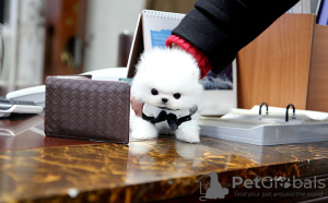Photo №2 to announcement № 99128 for the sale of pomeranian - buy in Germany breeder