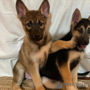 Photo №2 to announcement № 135613 for the sale of german shepherd - buy in Germany private announcement, breeder