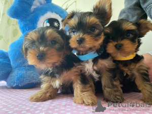 Photo №1. yorkshire terrier - for sale in the city of Budapest | Is free | Announcement № 8773