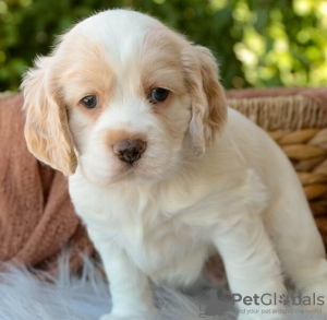 Photo №1. american cocker spaniel - for sale in the city of Hagen | 264$ | Announcement № 95700