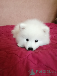 Photo №1. japanese spitz - for sale in the city of Baranovichi | negotiated | Announcement № 7542
