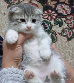 Photo №2 to announcement № 121800 for the sale of scottish fold - buy in Uzbekistan private announcement