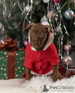 Photo №1. american pit bull terrier - for sale in the city of St. Petersburg | 552$ | Announcement № 33371