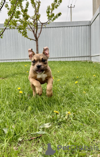 Photo №3. American Bully Pocket. Russian Federation