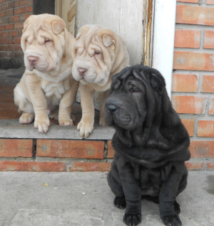 Photo №4. I will sell shar pei in the city of Moscow. breeder - price - 430$