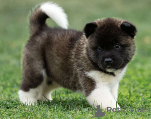 Photo №1. akita - for sale in the city of Berlin | negotiated | Announcement № 156761