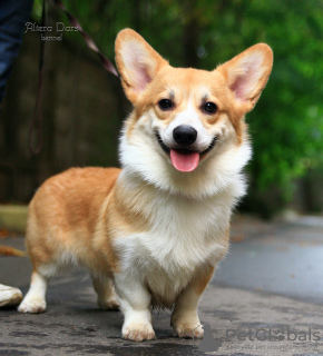 Photo №1. welsh corgi - for sale in the city of Москва | 1104$ | Announcement № 24725