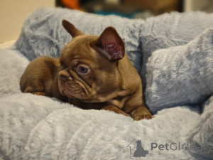 Photo №2 to announcement № 159521 for the sale of french bulldog - buy in United States private announcement