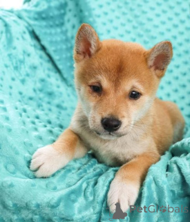 Photo №2 to announcement № 136956 for the sale of shiba inu - buy in Switzerland breeder