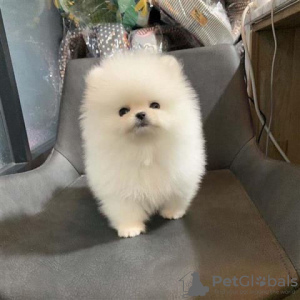 Photo №2 to announcement № 118332 for the sale of pomeranian - buy in Germany private announcement