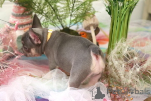 Photo №1. french bulldog - for sale in the city of Warsaw | negotiated | Announcement № 33286