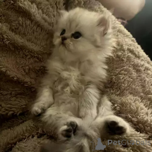 Photo №2 to announcement № 167269 for the sale of persian cat - buy in Germany private announcement