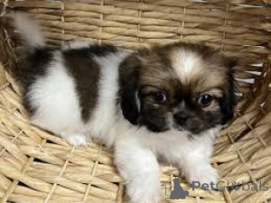 Photo №4. I will sell pekingese in the city of Dundee.  - price - negotiated