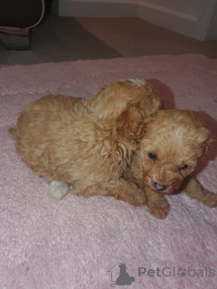 Photo №1. maltipu - for sale in the city of New York | 350$ | Announcement № 159151