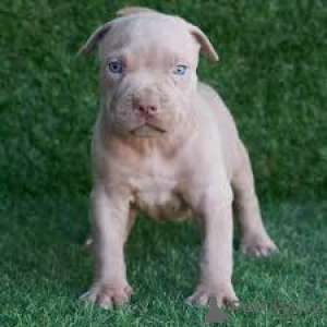 Photo №4. I will sell american pit bull terrier in the city of Aachen.  - price - negotiated