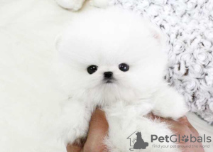 Photo №1. pomeranian - for sale in the city of Järvsö | negotiated | Announcement № 48113