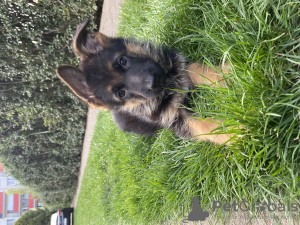 Photo №2 to announcement № 67267 for the sale of german shepherd - buy in Poland breeder