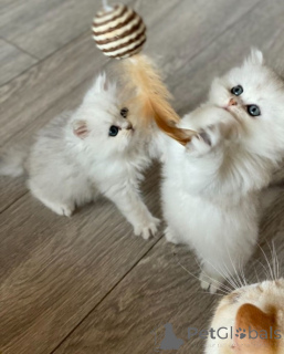 Photo №1. persian cat - for sale in the city of WeddingStedt | 361$ | Announcement № 172321