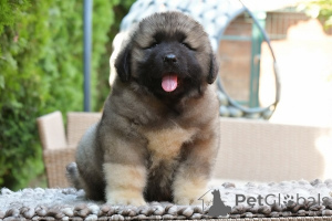Photo №2 to announcement № 172775 for the sale of caucasian shepherd dog - buy in Serbia breeder