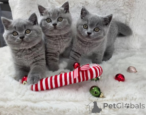 Photo №2 to announcement № 172247 for the sale of british shorthair - buy in Netherlands 