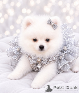 Photo №4. I will sell pomeranian in the city of Dnipro. from nursery, breeder - price - 619$