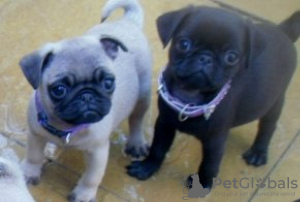 Photo №1. pug - for sale in the city of Helsinki | negotiated | Announcement № 52241
