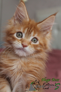 Photo №1. maine coon - for sale in the city of St. Petersburg | 678$ | Announcement № 19294