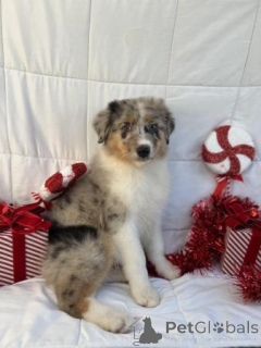 Photo №1. non-pedigree dogs - for sale in the city of Blankenberge | negotiated | Announcement № 173381