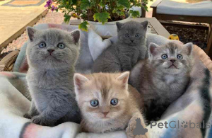Photo №1. british shorthair - for sale in the city of Hamburg | 250$ | Announcement № 155330