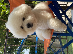 Photo №1. Mating service - breed: bichon frise. Price - negotiated