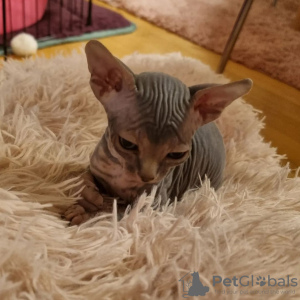 Photo №1. sphynx cat - for sale in the city of Portland | 650$ | Announcement № 65871