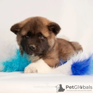 Photo №2 to announcement № 76772 for the sale of american akita - buy in Kazakhstan breeder