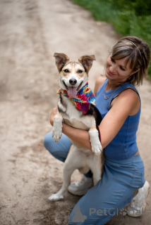 Photo №1. non-pedigree dogs - for sale in the city of Moscow river | Is free | Announcement № 146015