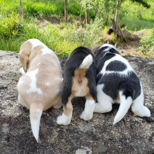 Photo №3. beagle puppies looking. Germany