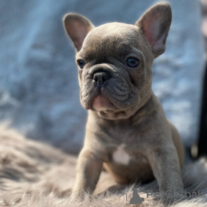 Photo №3. French Bulldog puppies for sale. Germany