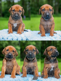 Photo №2 to announcement № 146124 for the sale of rhodesian ridgeback - buy in Latvia from nursery