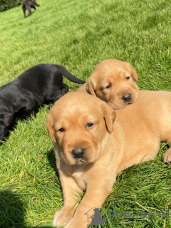 Photo №1. labrador retriever - for sale in the city of Naas | negotiated | Announcement № 18633