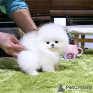 Photo №2 to announcement № 71997 for the sale of pomeranian - buy in Finland private announcement, breeder