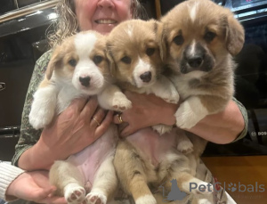 Photo №2 to announcement № 155801 for the sale of welsh corgi - buy in Germany breeder