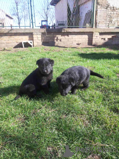 Photo №3. Black German Shepherd puppies. Serbia