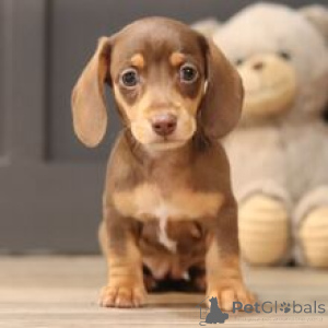 Photo №3.  Meet Lullaby Premium Female Miniature Dachshund Puppy Ready for Her Forever. Germany