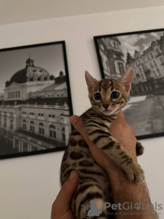 Photo №2 to announcement № 96386 for the sale of bengal cat - buy in Germany private announcement