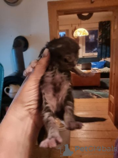 Photo №2 to announcement № 130171 for the sale of maine coon - buy in Germany private announcement