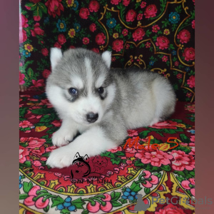 Photo №4. I will sell siberian husky in the city of Voronezh. from nursery - price - negotiated
