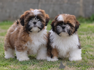 Photo №2 to announcement № 176290 for the sale of shih tzu - buy in Belgium 