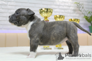 Photo №4. I will sell american bully in the city of Kishinev. from nursery, breeder - price - 1129$