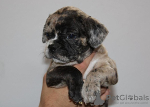 Photo №3. EXOTIC French Bulldog puppies. Serbia