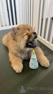 Photo №3. Winters Beautiful Chowksi Puppies . United States